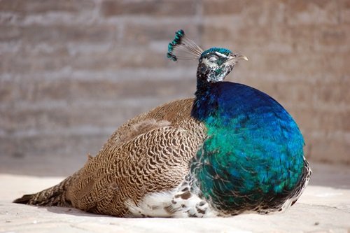 peacock in uzbekistan