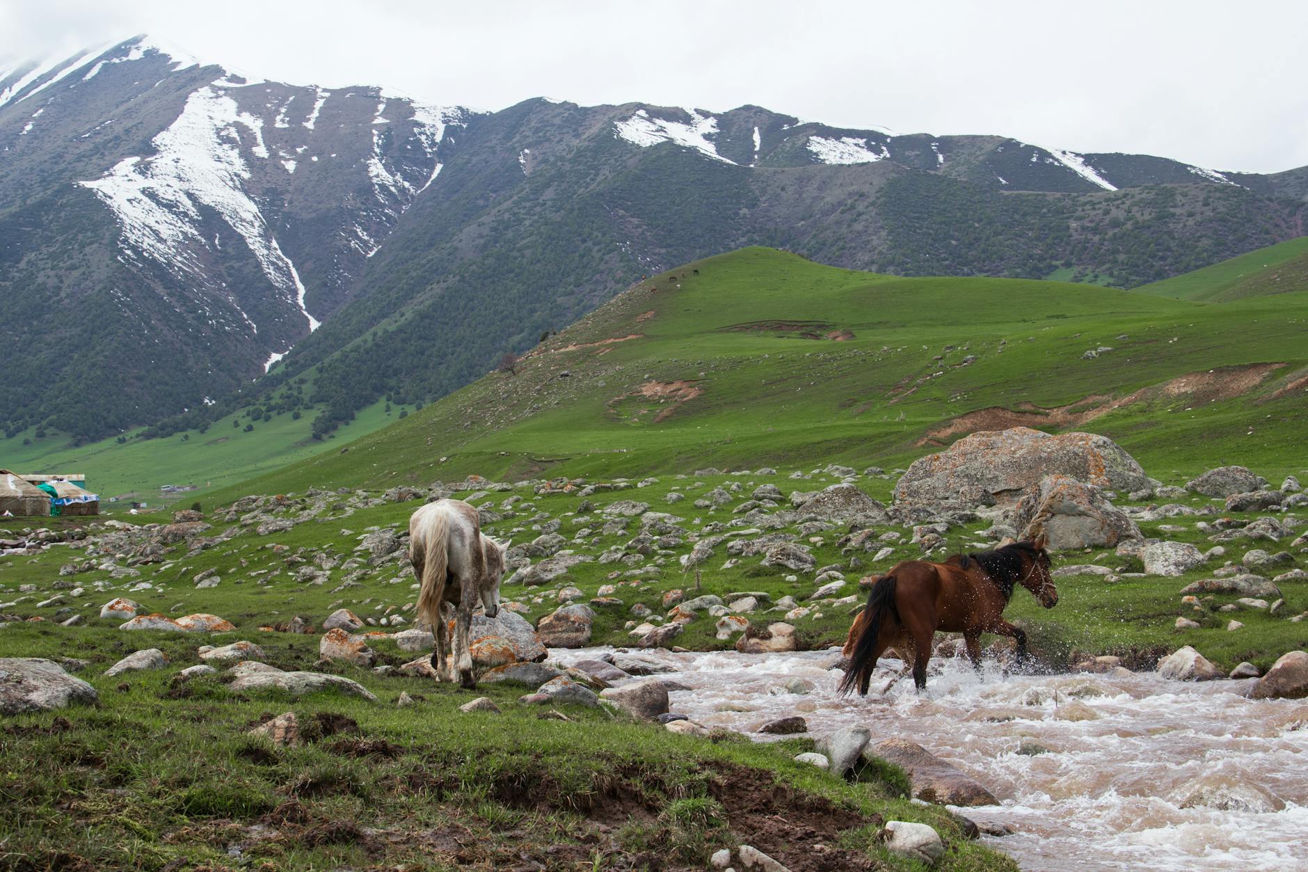 horses crossing a fast flowing stream in a mountain valley