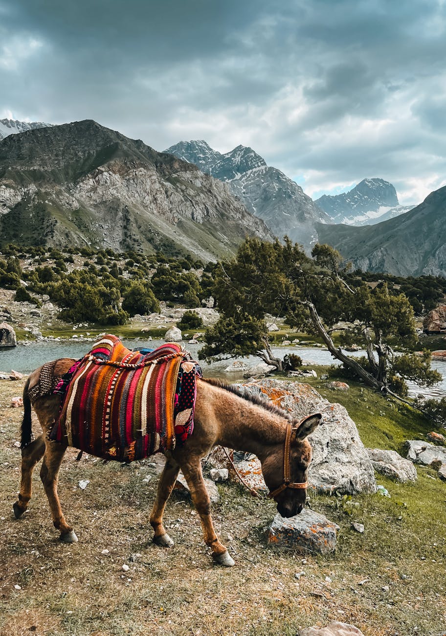 saddled donkey in the mountains