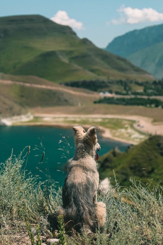 A dog sitting peacefully in the grass overlooking a scenic alpine lake in the Pamir Mountains of Tajikistan.