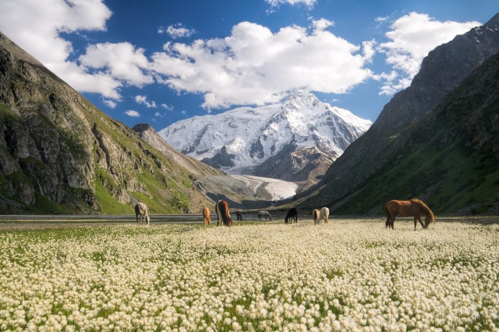 Horses in a vast landscape