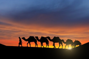 Camels in Central Asia