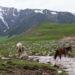 Horses crossing a fast-flowing stream in a mountain valley near Bishkek, Kyrgyzstan