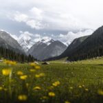Beautiful mountain valley with yellow wildflowers under a cloudy sky in Kyrgyzstan
