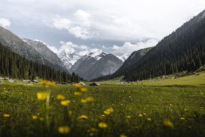 Beautiful mountain valley with yellow wildflowers under a cloudy sky in Kyrgyzstan